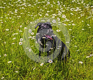 Black cane corso in flowers