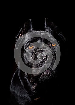 Black canine with vibrant eyes gazing directly into the camera against a dark backdrop