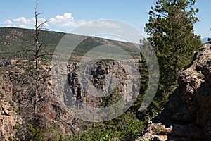 Black Canyon of the Gunnison with Evergreen Tree