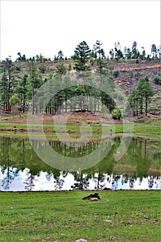 Black Canyon Lake, Navajo County, Arizona, United States, Apache Sitegreaves National Forest