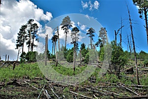 Black Canyon Lake, Navajo County, Arizona, United States, Apache Sitegreaves National Forest