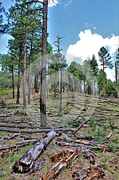 Black Canyon Lake, Navajo County, Arizona, United States, Apache Sitegreaves National Forest