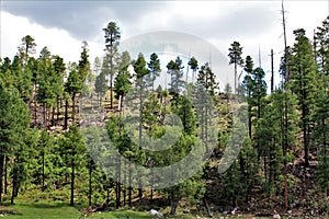 Black Canyon Lake, Navajo County, Arizona, United States, Apache Sitegreaves National Forest