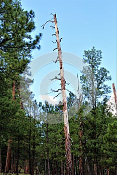 Black Canyon Lake, Navajo County, Arizona, United States, Apache Sitegreaves National Forest