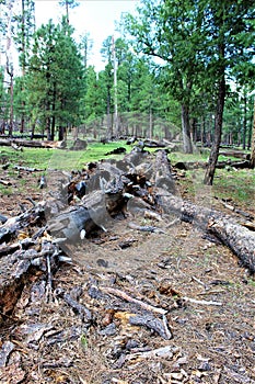 Black Canyon Lake, Navajo County, Arizona, United States, Apache Sitegreaves National Forest