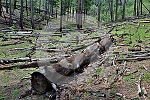 Black Canyon Lake, Navajo County, Arizona, United States, Apache Sitegreaves National Forest