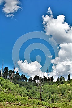 Black Canyon Lake, Navajo County, Arizona, United States, Apache Sitegreaves National Forest