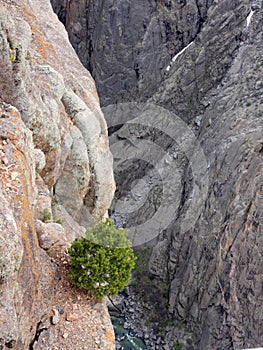 Black canyon with tree