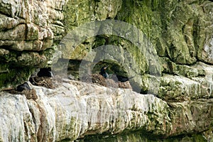 Black Cape Cormorant nest at Cape of Good Hope Nature reserve, Western Cape, Cape Town, South Africa