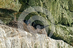 Black Cape Cormorant nest at Cape of Good Hope Nature reserve, Western Cape, Cape Town, South Africa