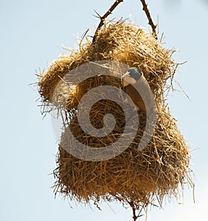 Black-caped social weaver at nest photo