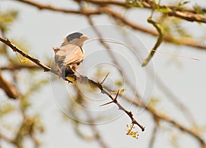 Black-caped social weaver with nest material photo