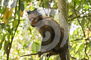 Black Capouchin monkey