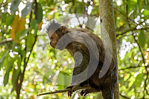 Black Capouchin monkey