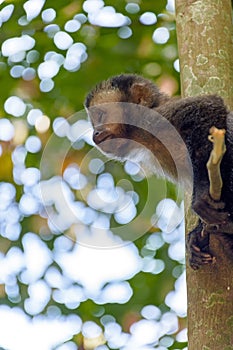 Black Capouchin monkey