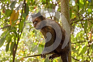 Black Capouchin monkey