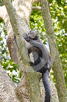 Black Capouchin monkey