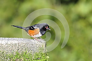 Black-capped bird looking down