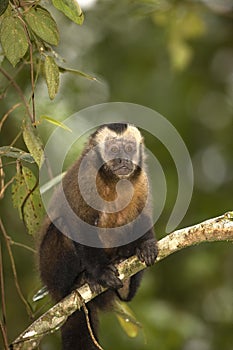 Black Capped Capuchin, cebus apella, Adult standing on Branch, Manu National Park in Peru