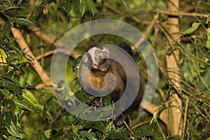 Black Capped Capuchin, cebus apella, Adult standing on Branch, Manu National Park in Peru