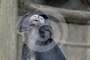 Black-Capped Capuchin Monkey