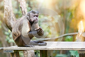 Black-capped Capuchins