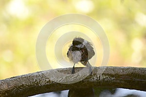 Black capped chick-a-dee