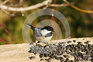 Black-capped Chickadee