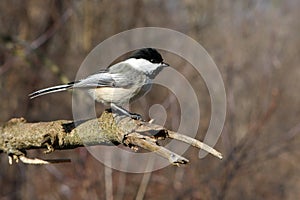 Black-capped Chickadee