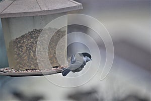 Black Capped Chickadee