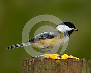 Black-capped chickadee