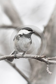 Black-Capped Chickadee