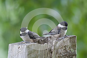 Black-capped Chickadee