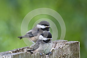 Black-capped Chickadee