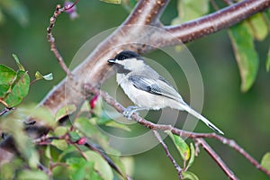 Black-capped chickadee