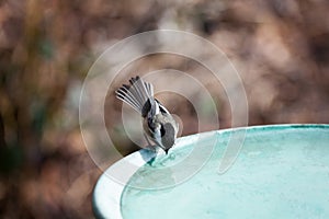 Black capped Chickadee