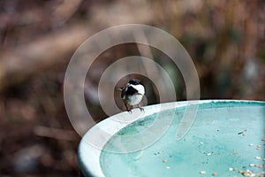 Black capped Chickadee