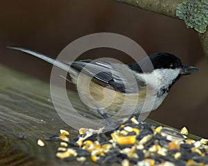 Black-capped Chickadee