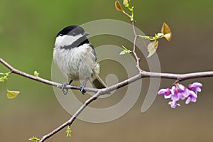 Black-capped Chickadee