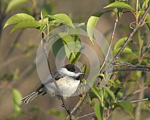 Black-capped Chickadee