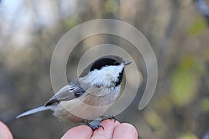 Black-capped Chickadee