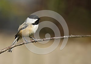 Black-Capped Chickadee