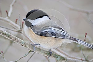 Black-capped Chickadee