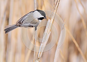 Black-capped Chickadee