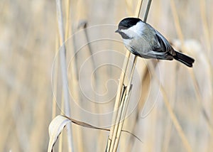 Black-capped Chickadee