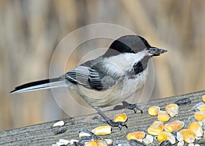 Black-capped Chickadee