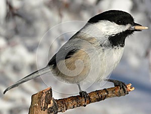 Black-capped Chickadee photo