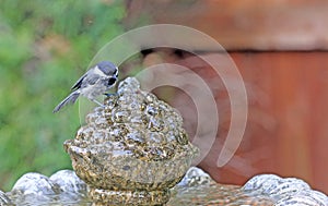 Black-capped Chickadee