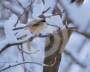 Black-capped Chickadee