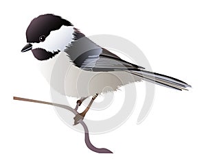 Black capped chickadee